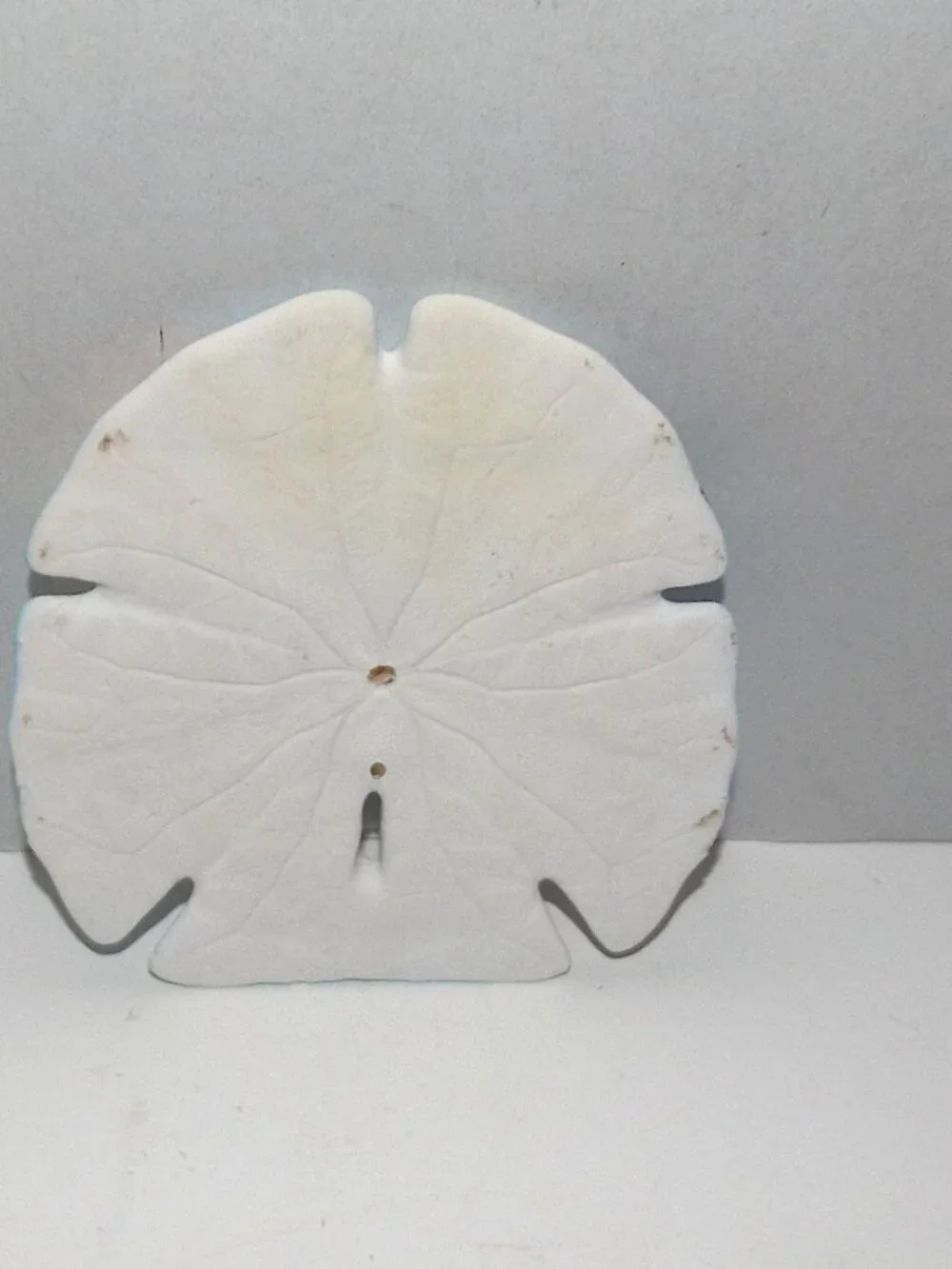 Vintage Florida Souvenir Hand Painted 4 5/8” Sand Dollar